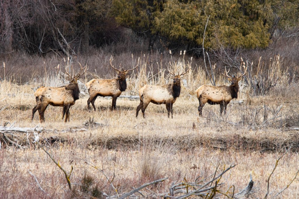 Four elk in the grassland